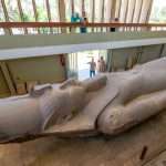 Gallery Thumbnail 12